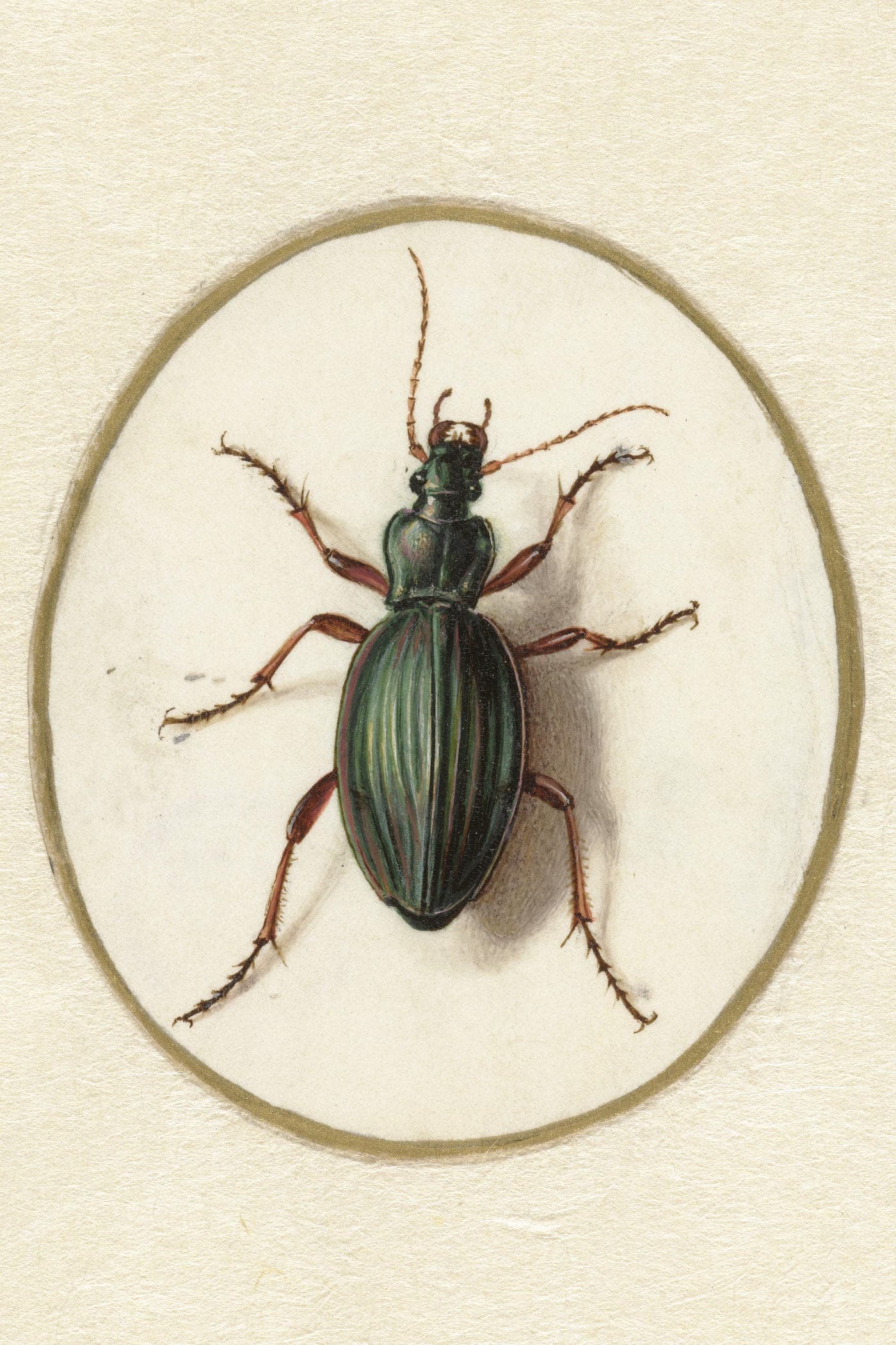 Cover for The Beetle